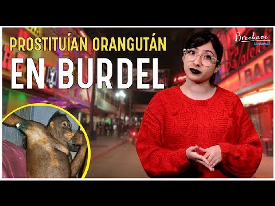 Rescatan a la orangután Pony de un burdel en Indonesia
