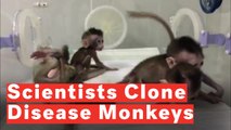 Chinese Researchers Clone Five Gene Edited Disease Monkeys