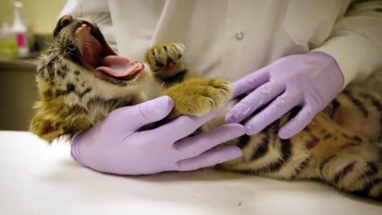 La vidéo adorable du jour : gros calin avec un bébé tigre