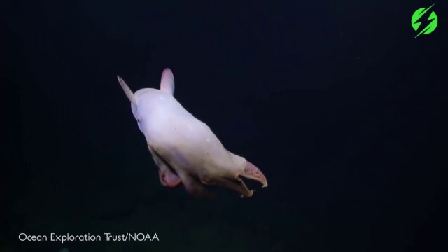 Dumbo octopus, le poulpe qui ressemble à dumbo... Adorable