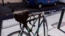 Il retrouve son vélo couvert de milliers d'abeilles
