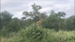 Une lionne se retrouve sur le dos d’une girafe (Afrique du Sud)