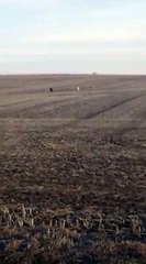 Un chien revient avec deux nouveaux amis