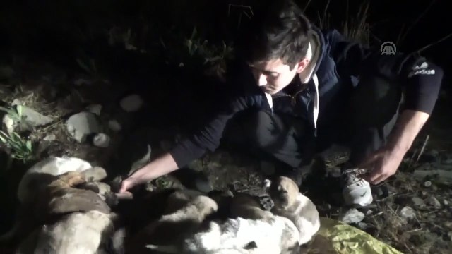 Donmak üzere olan 22 köpek yavrusu kurtarıldı - HATAY