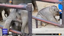 [투데이 영상] 사육사에게 혼난 아기 코끼리 '나 삐쳤어'