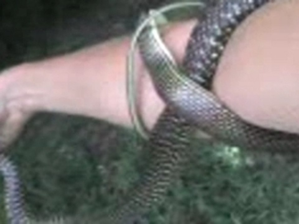 Le serpent atraP by Maël