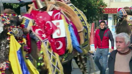 Into the arena for camel wrestling in Turkey