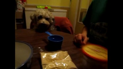 Puppy scoops peanut butter doggy icecream