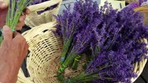 Travel Track On Sirk TV: PURPLE MOUNTAIN LAVENDER FARM [Lakeside, Montana] - Part II