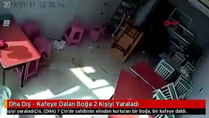 Dha Dış - Kafeye Dalan Boğa 2 Kişiyi Yaraladı