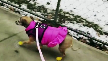 Priyanka Chopra Gifts Her Dog Diana The Most EXPENSIVE Jacket