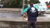 Yol kenarına terk edilen köpek belediye ekipleri tarafından rehabilitasyon merkezine götürüldü