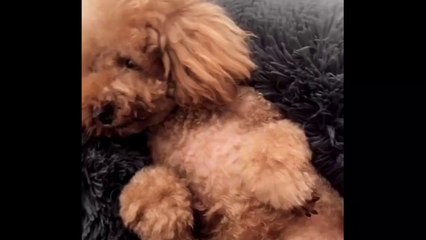 Lazy Pets Plush Cushion