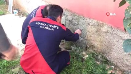 Duvardaki Oyuğa Sıkışan Kedi Böyle Kurtarıldı
