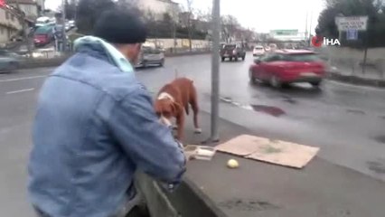 Yol Kenarına Terk Edilen Köpek Belediye Ekipleri Tarafından Rehabilitasyon Merkezine Götürüldü