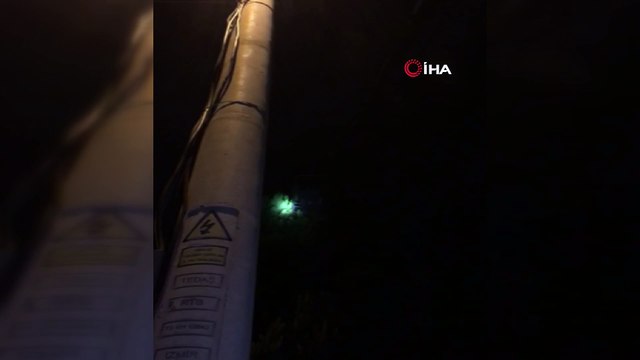 İzmir'de gece yarısı papağan kurtarma operasyonu...Ağaçta mahsur kalan papağan itfaiye ekiplerini seferber etti
