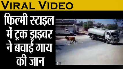 Viral Video: फिल्मी स्टाइल में ट्रक ड्राइवर ने बचाई गाय की जान