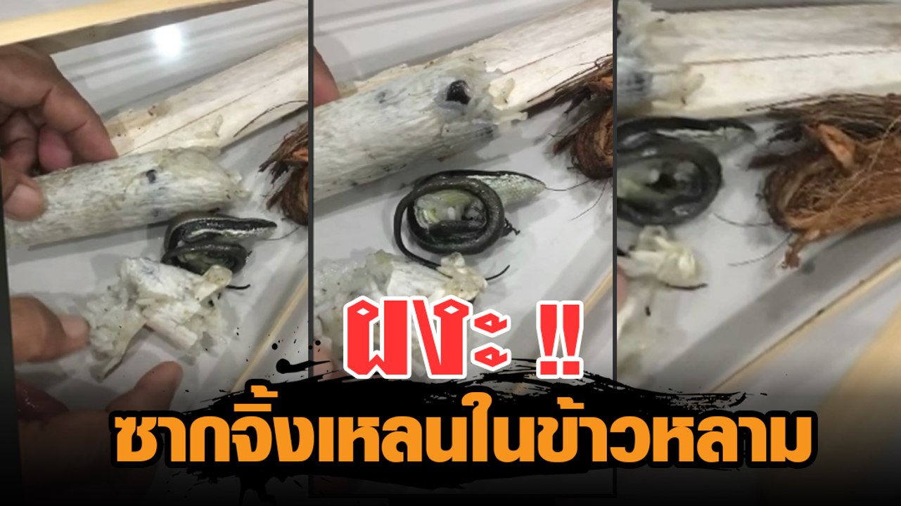 ผงะ !! ซากจิ้งเหลนในข้าวหลาม