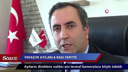 Çaldıran’da ağaç bulamayan ayılar elektrik şirketine dert (!) oldu