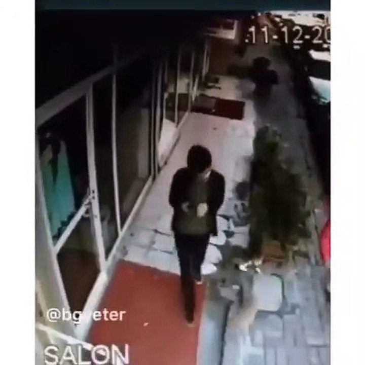Kedi ile başlayıp minibüsle biten macera