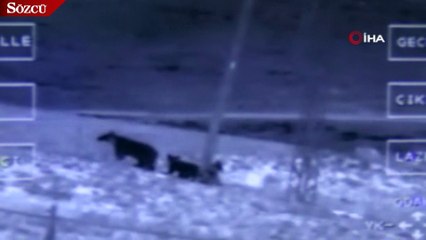 VEDAŞ’ın ayılarla başı dertte