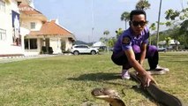 Fearless fireman shows how to catch a 16ft king cobra with bare hands