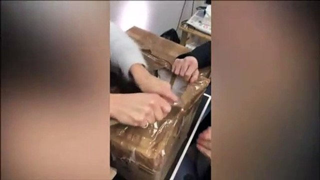 Cette vidéo émouvante montre 11 chatons sauvés de cartons fermés et destinés à la destruction