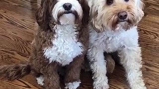 Guilty Labradoodle tries to play it cool