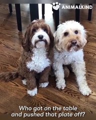 Guilty Labradoodle tries to play it cool