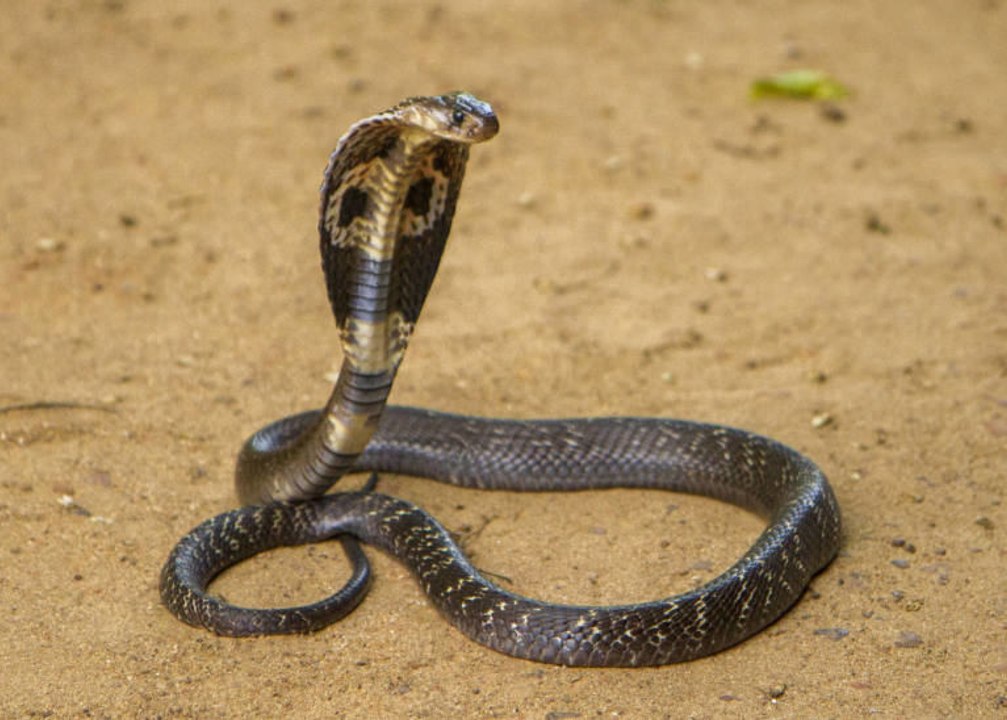 Les cobras, serpents méconnus
