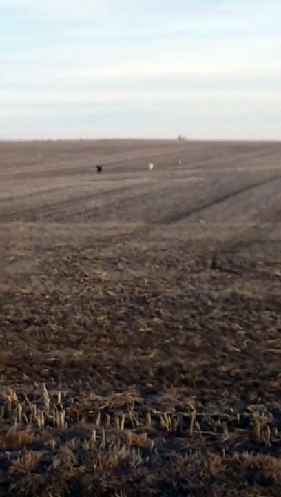 Un chien revient avec deux nouveaux amis après avoir fugué