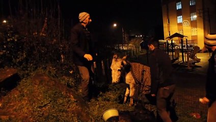 Sahipsiz eşek koruma altına alındı - ORDU