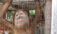 Seekor Anak Orangutan Disita dari Seorang Oknum PNS