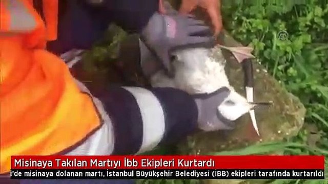Misinaya Takılan Martıyı İbb Ekipleri Kurtardı