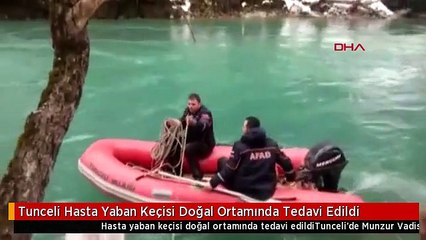 Tunceli Hasta Yaban Keçisi Doğal Ortamında Tedavi Edildi