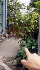 Un chien saute un portail très haut