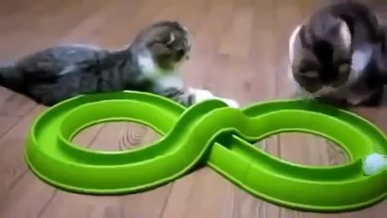 COMPILATION DI GATTI DIVERTENTI