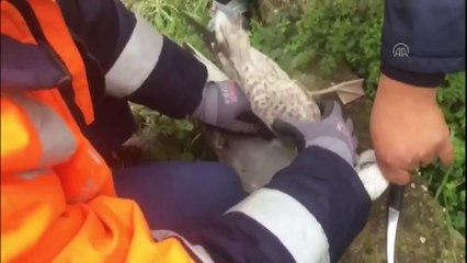 Misinaya takılan martıyı İBB ekipleri kurtardı - İSTANBUL