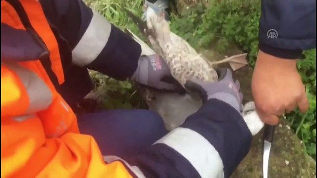 Misinaya takılan martıyı İBB ekipleri kurtardı - İSTANBUL