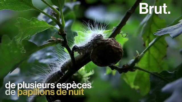 Les chenilles processionnaires, une menace pour l'homme et pour l'environnement