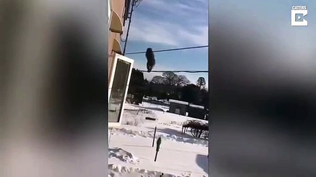 Des singes en file indienne se baladent sur des câbles téléphoniques