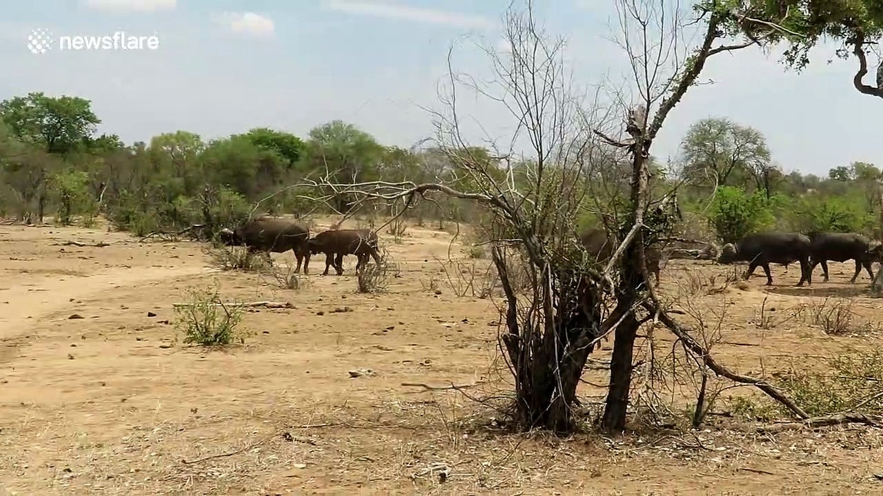 Lone rhino scares buffalo herd away from watering hole so he can have a bath