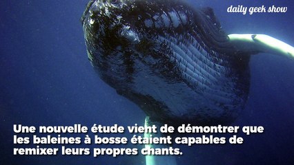 Les baleines à bosse écoutent et remixent les chants de leurs partenaires