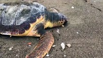Çanakkale'de ölü caretta caretta sahile vurdu - ÇANAKKALE