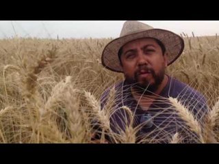 Folha Tv: Aplicativos para tecnologia na lavoura