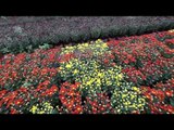 Folha Tv: Produção de flores no Pr