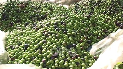 Ora News - Vaji i ullirit mbetet pa shitur