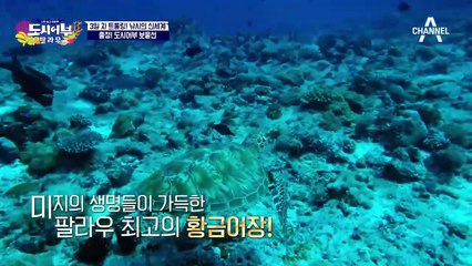 죽이는 팔라우 바다 때깔♥ 트롤링 낚시의 서막 START (ft. 기도 메타)