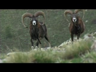 Le loup qui n'existait pas-H.264-640x480