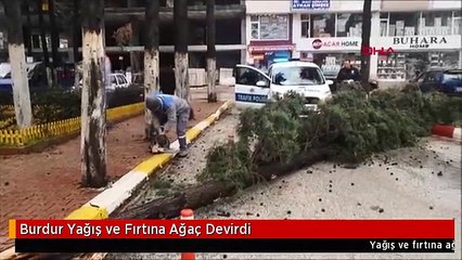 Burdur Yağış ve Fırtına Ağaç Devirdi